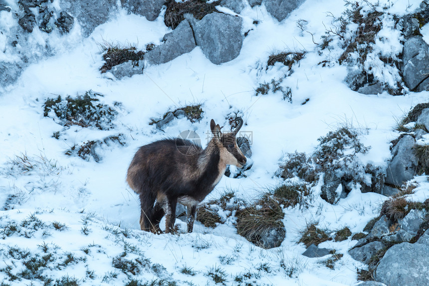 夏莫瓦在雪中在阿斯图里亚斯山上一图片