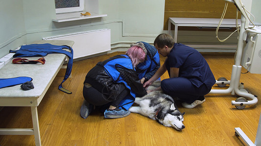放射科医生正在准备给一只狗做X光检查X光室的Dog准备检图片