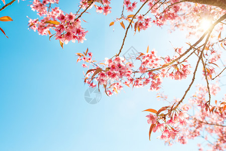 春天美丽的樱花樱花蓝图片