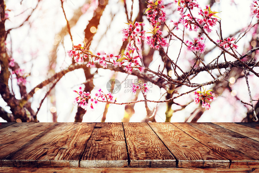 春季时空底花朵sakura图片