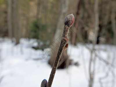 冬季的阿尔德树枝和芽阿努斯图片