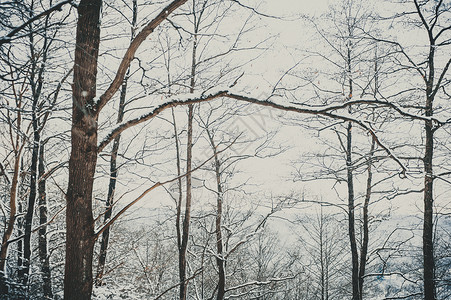 白雪皑的冬季森林景观图片