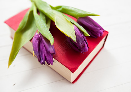郁金香花和书在白色木制背景图片