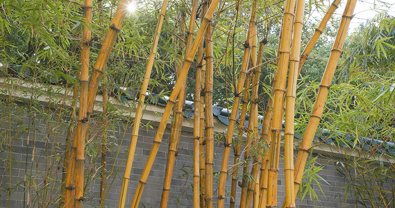 户外绿竹树图片