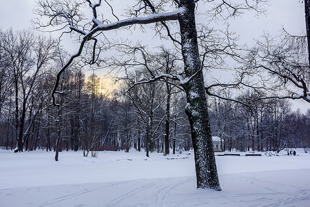 俄罗斯普什金公园冬季公园雪地自然图片