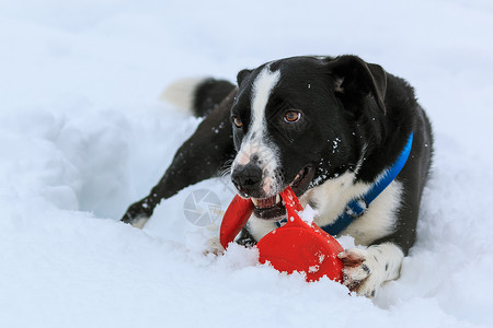 黑白狗和黑白狗在雪图片