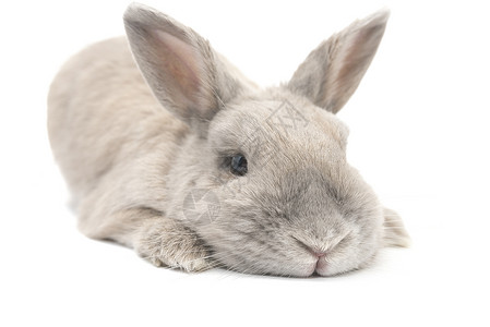 小兔子和可爱兔子的腿上被白种背景隔图片