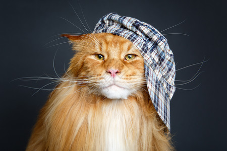 美丽的姜麦当劳猫戴着检查帽复制空间摄影棚拍图片