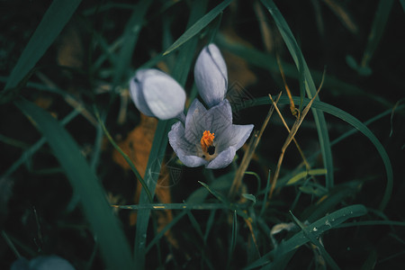 番红花藏红花蓝色花图片