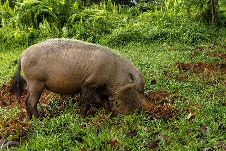 大胡子猪在丛林的绿色草坪上挖土图片