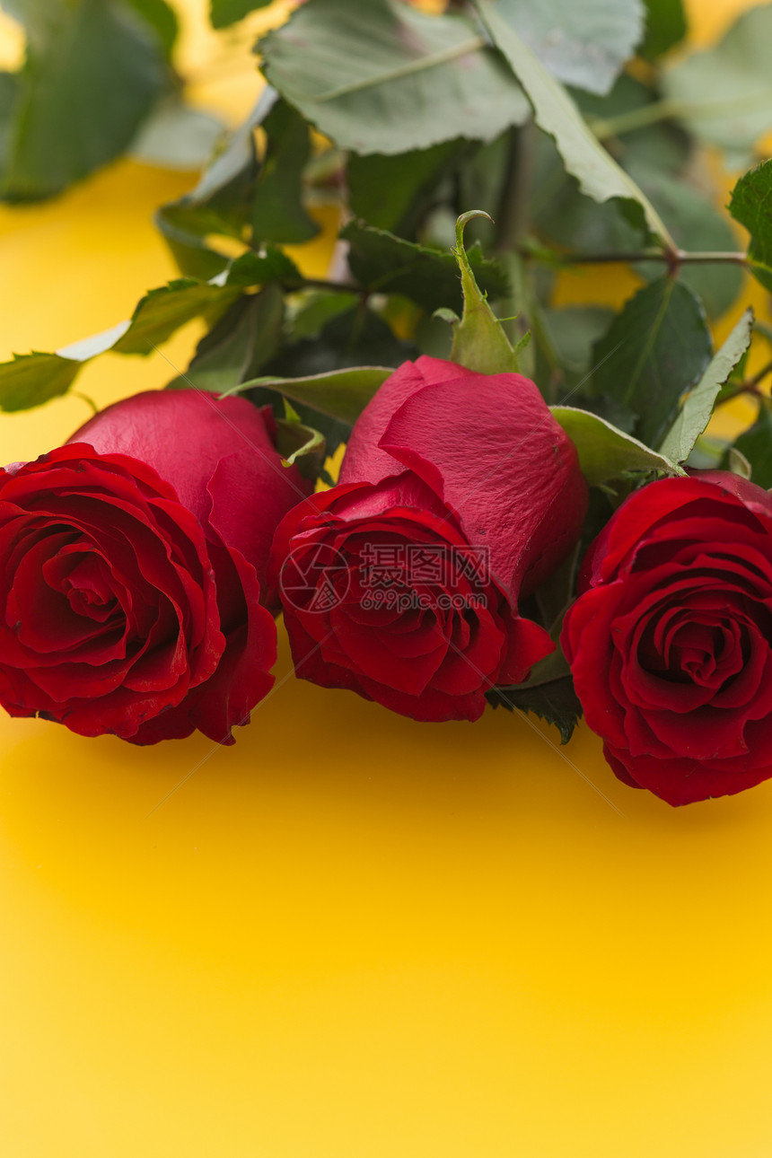 黄色背景上偶尔有美丽的红玫瑰图片