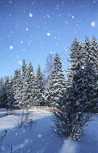 冬季暴风雪中的魔法松林图片