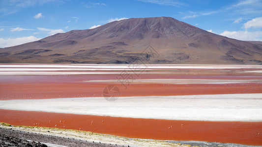 玻利维亚的红色泻湖图片