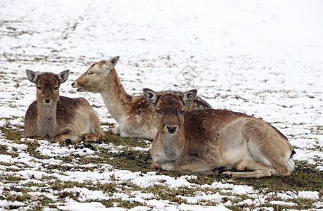 冬季雌落鹿和小牛群图片