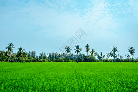 蓝天背景下的天然绿色稻田或稻田景观图片