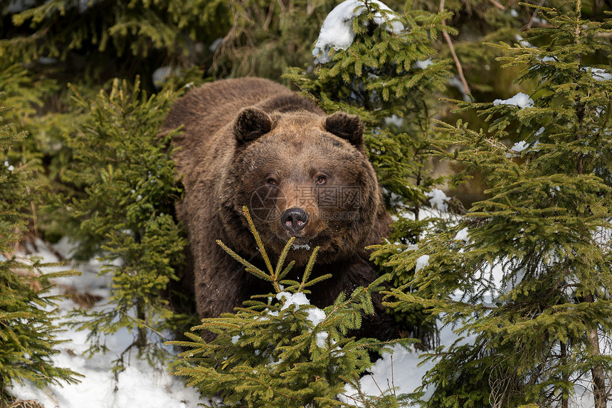 在冬季森林里关闭野生大棕熊图片