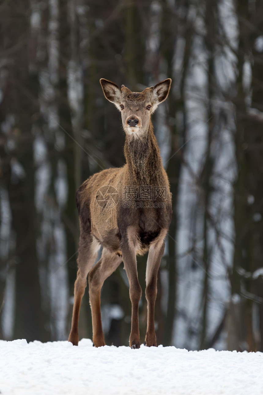 冬季森林中的年轻雌母鹿图片