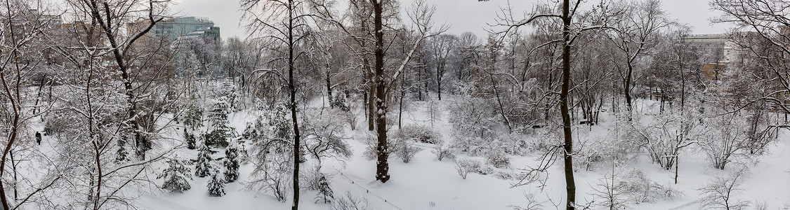 在冬天降雪期间的白雪覆盖的树枝图片