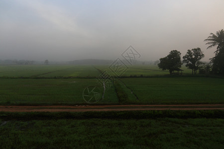 农村田雾蒙的早晨场面泰国的稻田湿稻田中心的树和背图片