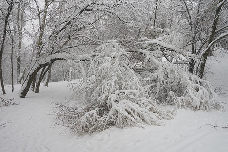 莫斯科的树木无法承受大雪图片