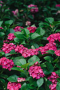 花朵Hydrangea宏观图片