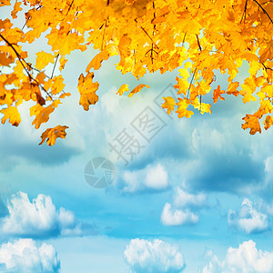 蓝色天空的金叶黄叶和橙叶有白图片