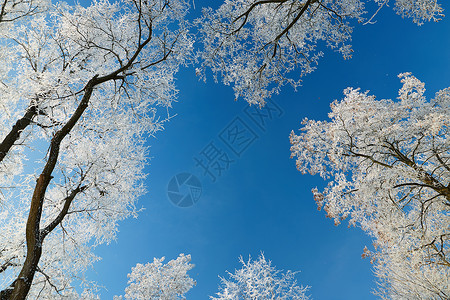 冰冷的霜冻中的树枝图片