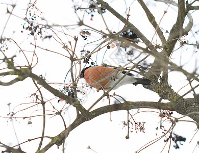 喀尔巴阡山脉冬季树枝上的红腹灰雀背景图片
