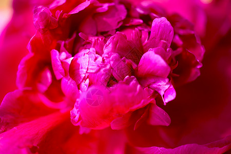 盛开的粉红色牡丹花园里的粉红色牡丹美丽的粉红色牡丹花特写图片