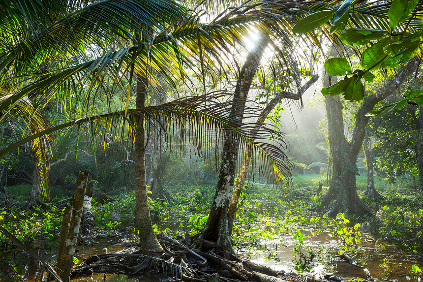 远足在绿色热带丛林哥斯达图片