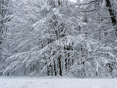 冬天森林景观树木雪自然冷图片