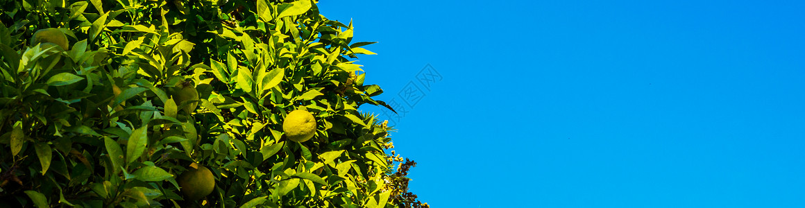 含果树和绿叶的橙树自然生长的橙子健图片