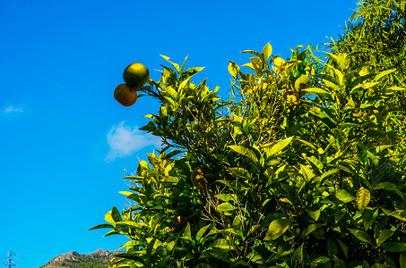 含果树和绿叶的橙树自然生长的橙子健图片