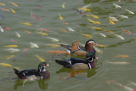 鸳鸯或栖息鸭一小群鸭子家庭鸭子游向图片