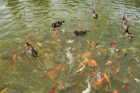 一小群鸭子家庭鸭子在池里玩科伊鱼的游戏图片