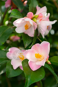 观赏灌木的花称为山茶花图片