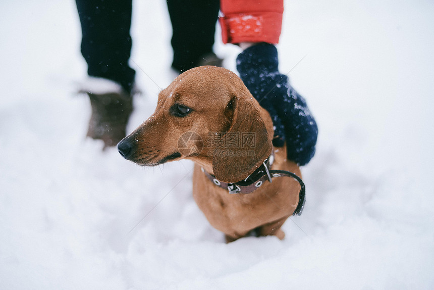 DogDachshund跑狗在寒冷的冬图片