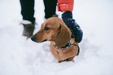 DogDachshund跑狗在寒冷的冬图片