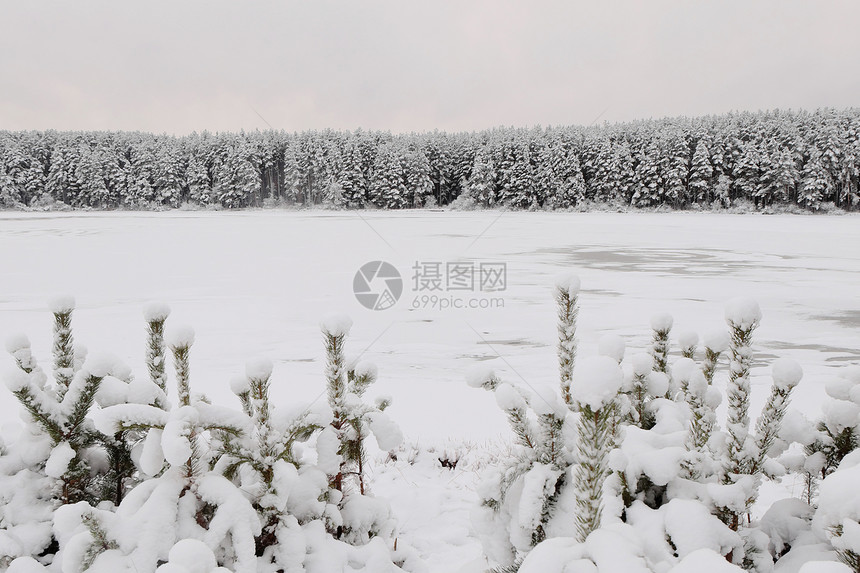 冬天的晚上白雪皑的年轻松树和河外的森林图片