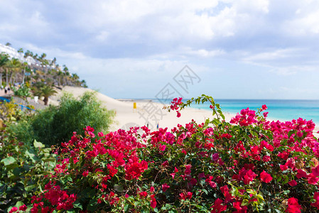 绿海和沙滩的灌木丛林上生鲜的红色花朵图片