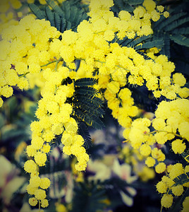三月植物上美丽的黄色花朵图片