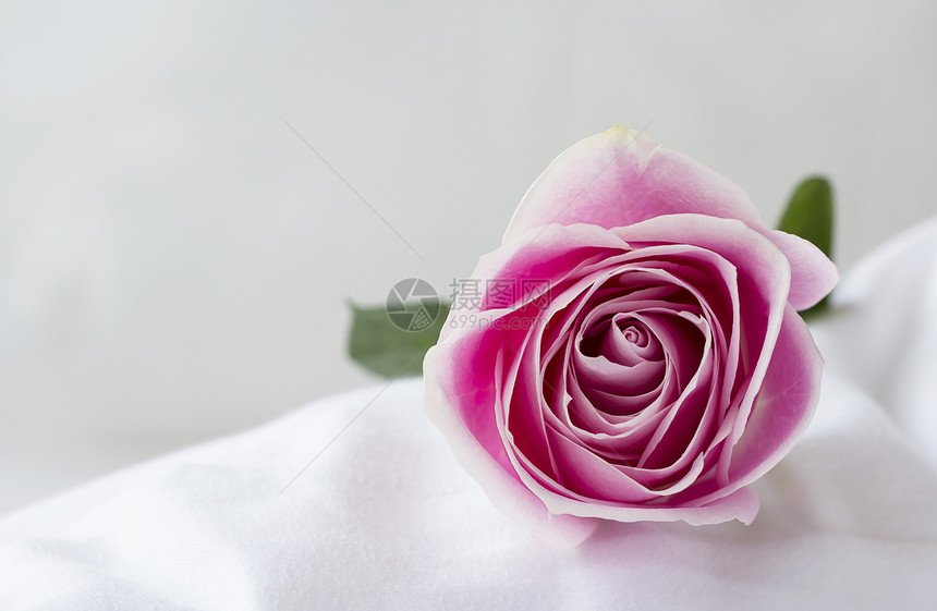 白色床上的玫瑰花图片