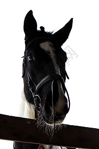 一匹马头的垂直照片图片