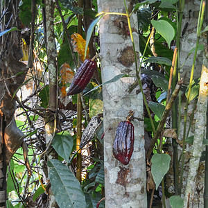 南美洲厄瓜多尔亚马逊地区树上的可植物厄瓜多尔是巧克力图片