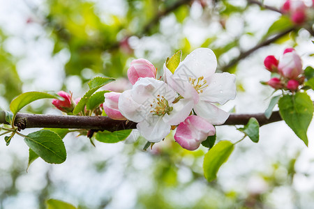 春天有白色和粉红色花朵的苹果树枝图片