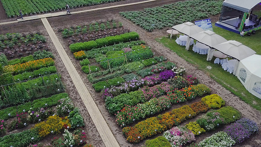 花田空中夹子绿色的田野和鲜花的顶视图种植花卉蔬菜和植被背景图片