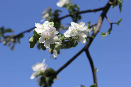 蓝天上开着许多花的苹果树枝图片