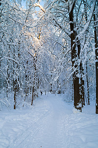 美丽的冬日阿甘被新雪覆盖图片