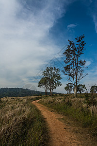 Meadow与树的景观KhaoYai图片