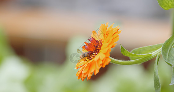 橙色雏菊花上的蜜蜂图片